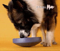 Boggl dog yummy eat relax GIF