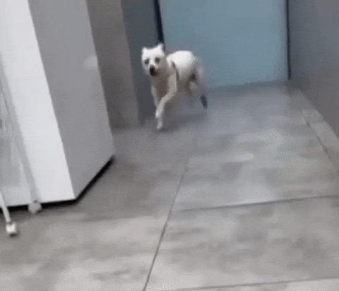 58d4b6a0e8004dd6a499524384e88c9f giphyupload GIF