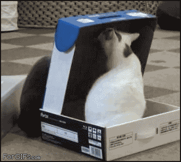 cats things GIF