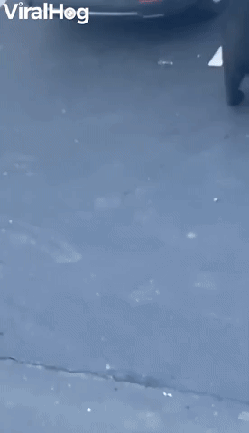 Unsuspecting Man Digging Through Car Surprised by Bear