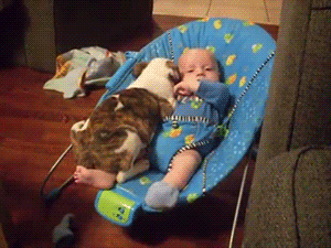 baby puppy GIF