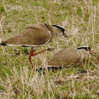 Pbs Nature Love GIF by Nature on PBS