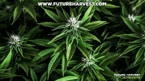 Cbd Thc GIF by Future Harvest