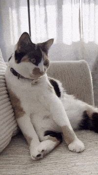 Cat Sitting GIF