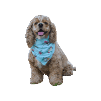 Cocker Spaniel Lady Sticker by Geekster Pets