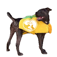 Dog Taco Sticker by nycacc