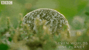 Look Watching GIF by BBC Earth