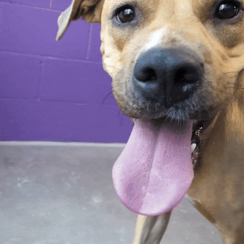 GIF by Humane Society of Southern Arizona
