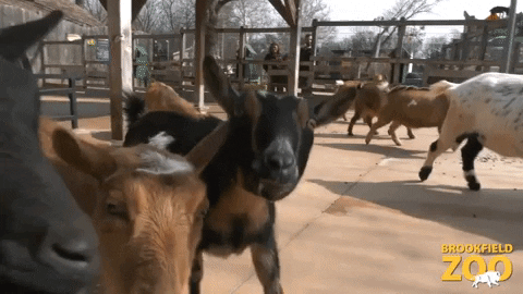 Close-Up Goats GIF by Brookfield Zoo