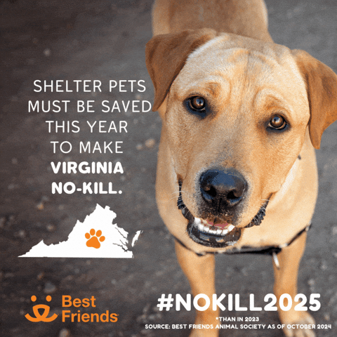 Cat Love GIF by Best Friends Animal Society