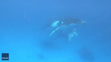 Snorkeler Has Close Encounter With Humpback Whale and Its Calf