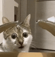 Shocked Eyes GIF