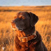 Brown Dog GIF by Woofzara