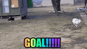 Football Yes GIF by KreativCopy