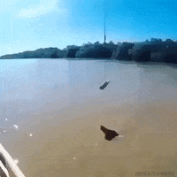 crocodile dundee GIF by Sport Decouverte