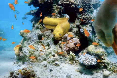 labemi fish snack diving feed GIF