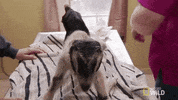 nat geo wild pet GIF by The Incredible Dr. Pol