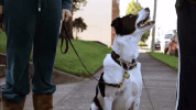season 1 dog GIF by Portlandia