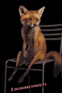 Instagram Fox GIF