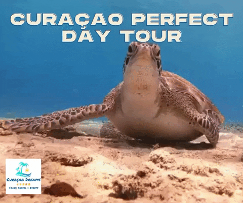 Curacao GIF by Magic of the Caribbean