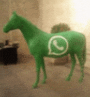 Horse GIF
