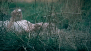 taylor swift GIF
