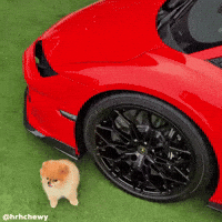 Pomeranian Kroshka GIF