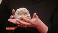 Food Rachel GIF by Rachael Ray Show
