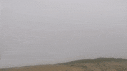 albacampers  GIF
