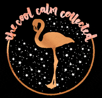 TheCoolCalmCollected love cool beauty star GIF