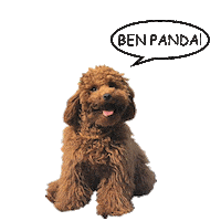 Owli Sticker by bebekform