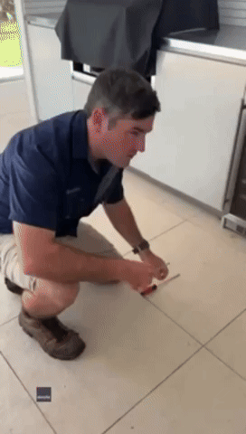 Snake Catcher Removes Feisty Brown Snake From Behind Oven