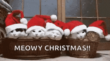 Merry Christmas Cat GIF