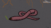 guardian animation nature animal worm GIF