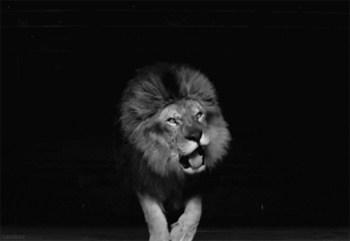 lion roar GIF