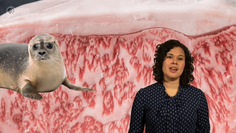 Pbs Food Champagne GIF by PBS Digital Studios