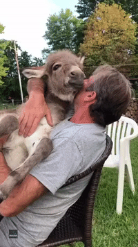 Little Donkey Sits on Owner's Lap as He Sings Sweet Lullaby