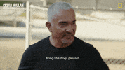 Cesar Millan GIF by National Geographic Channel