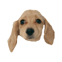 puppy STICKER by imoji