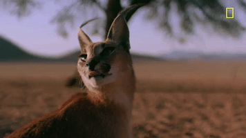 GIF by National Geographic Channel