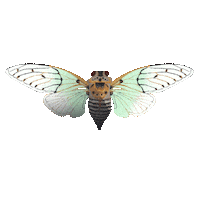 rikkipaepke fly butterfly wings bug Sticker