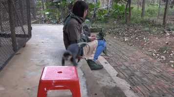 Colorful Baby Monkey Learns How to Jump