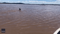 'Keep On Going Buddy!': Family Spots Kangaroo Swimming in New South Wales Floodwaters