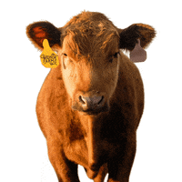 Widnorfarms  GIF