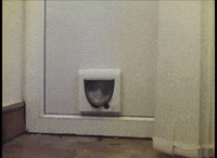 wide GIF