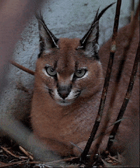 happy cat GIF