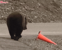 Bear Cone GIF