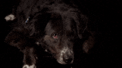 soulpancake cute dog look looking GIF