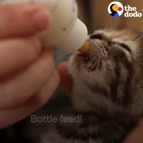 kitten GIF by The Dodo