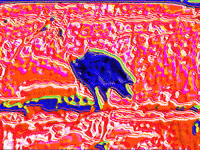 MFDtheArtist retro crazy weird animal GIF